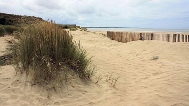 Una playa arenosa con una cerca de madera y dunas cubiertas de hierba.