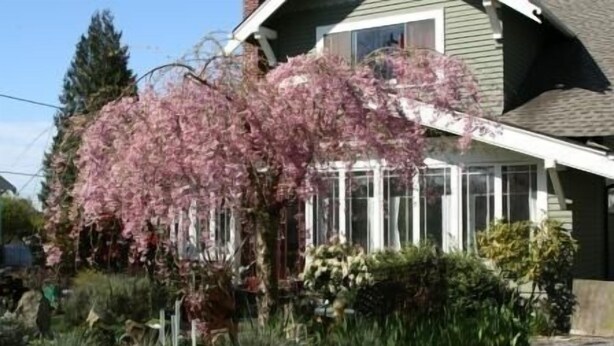 Uma casa com uma árvore florida rosa no jardim da frente.