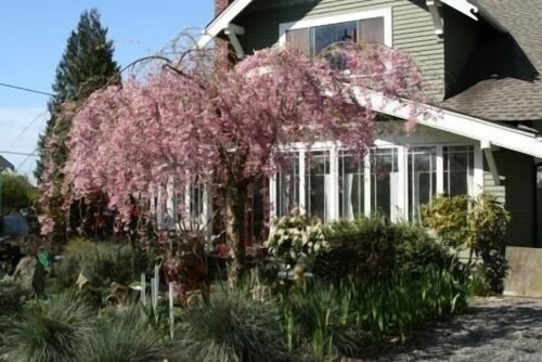 Seattle at its Best - the Premiere Walking Neighborhood!!