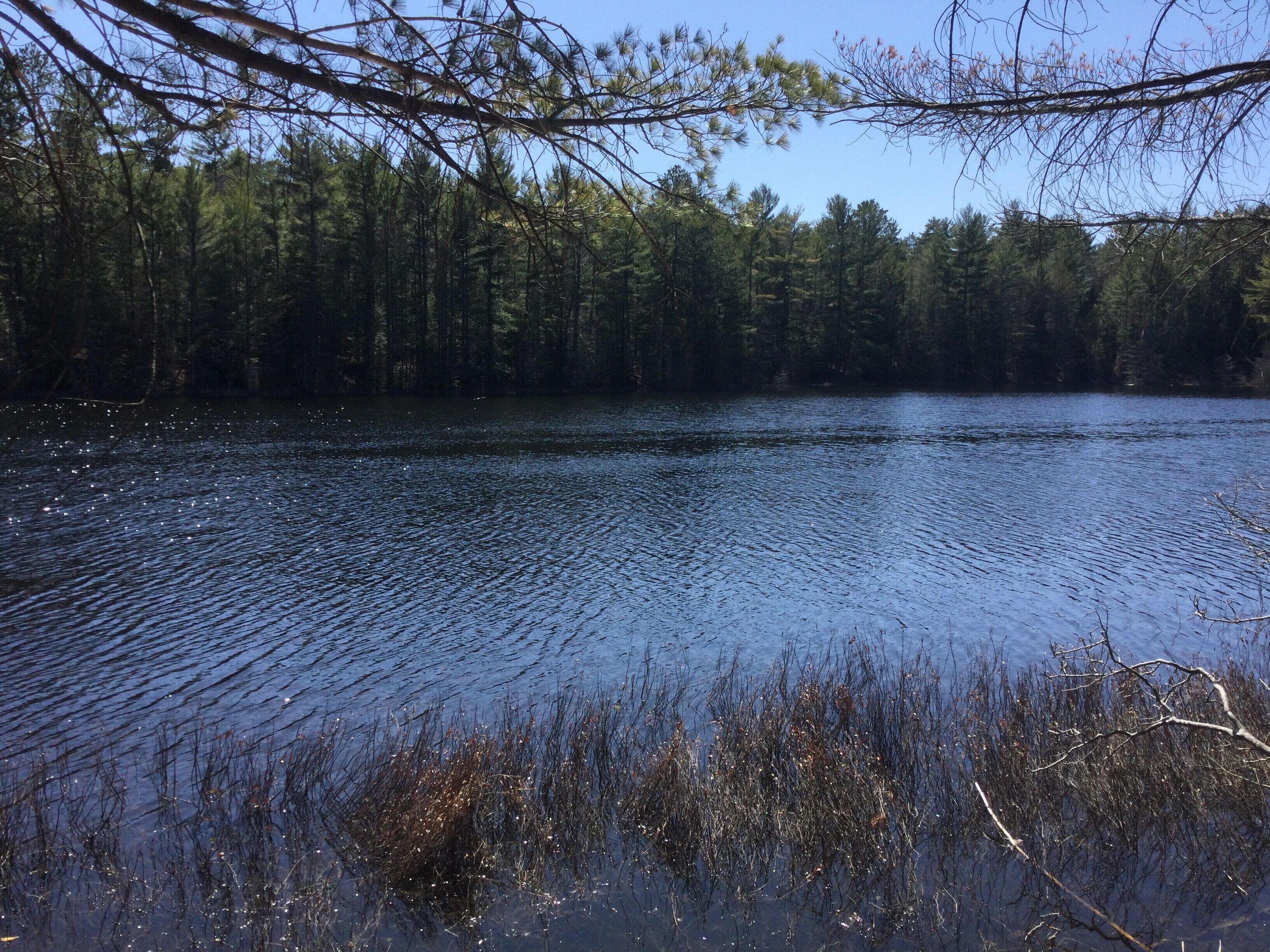 A calm lake surrounded by dense forest.