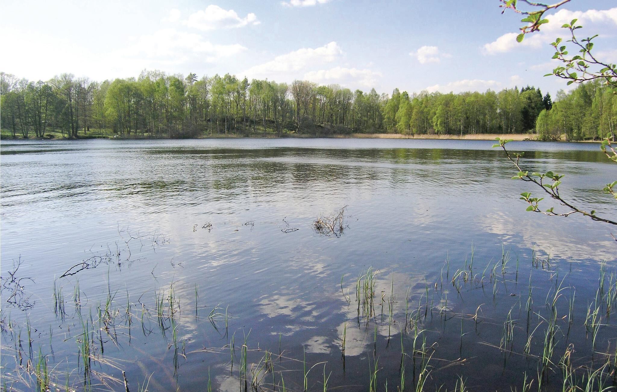 A calm lake with surrounding trees and some vegetation in the foreground.