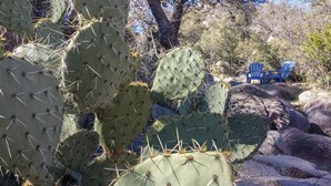 A cactus with numerous spines, surrounded by rocks and sparse vegetation. - Sam Hill's Cottage In historic Prescott Arizona (Prescott)