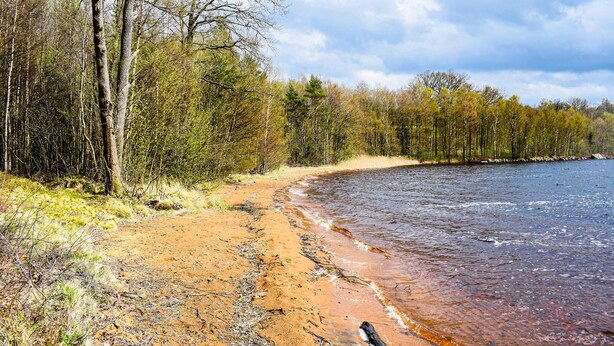 A beach with a sandy shore and a forested area in the background. - 2 bedroom lovely home in Hyltebruk (Hyltebruk)
