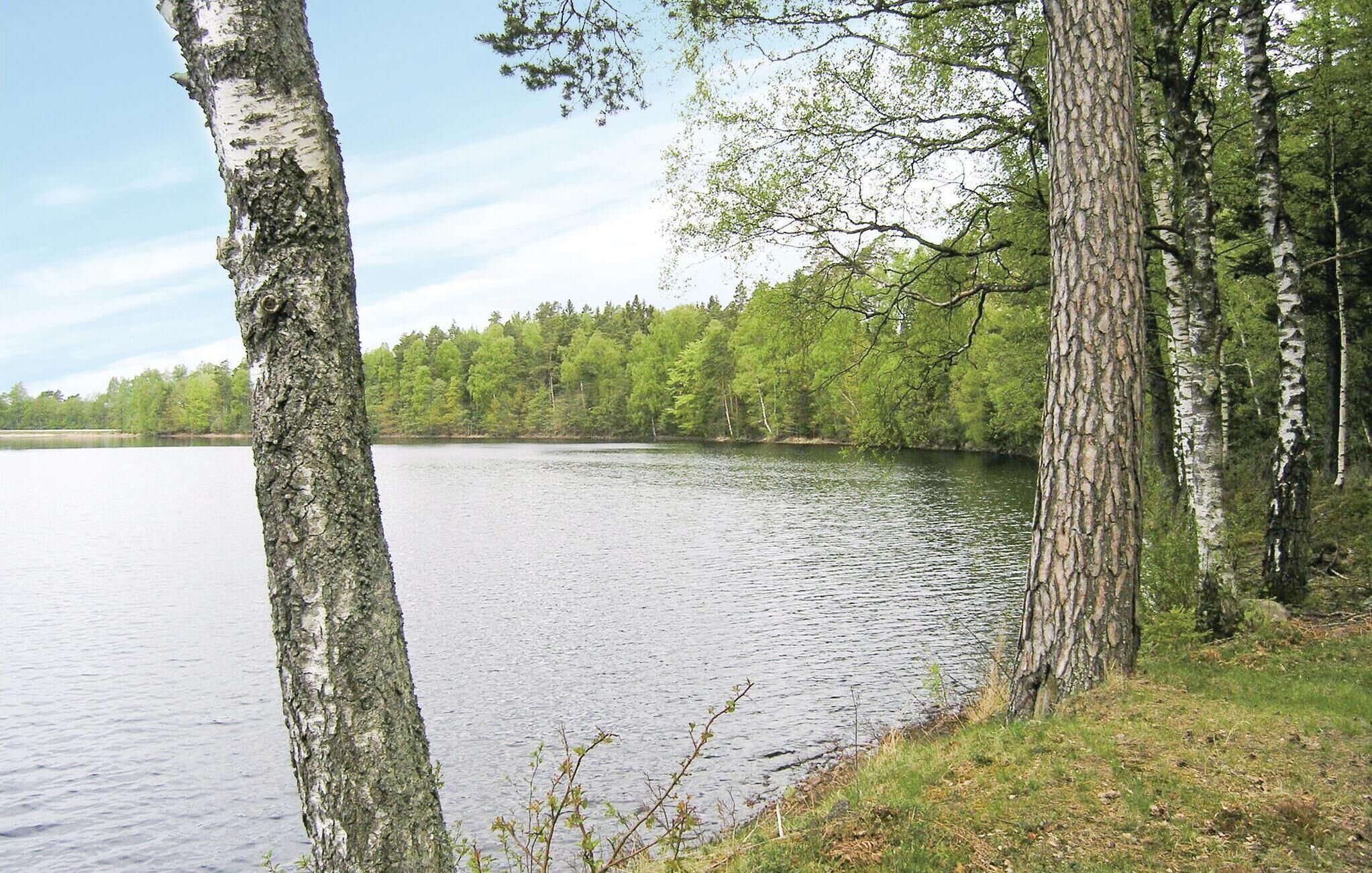 A serene lakeside view with birch trees and a calm body of water.