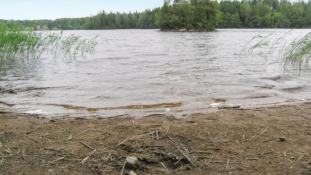 Ein Flussufer mit einer kleinen Insel inmitten von Bäumen und Vegetation.