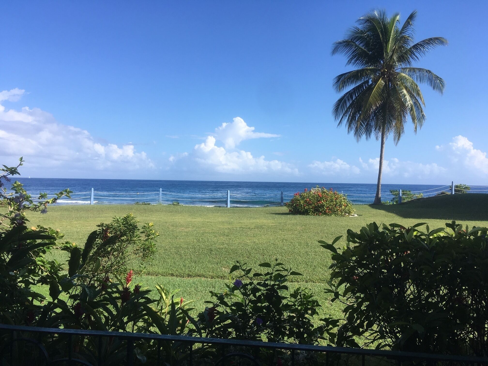 A view of a grassy area with a palm tree and a fence leading to the ocean.