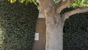 A tree with a thick trunk and dense foliage, a hedge, and a building with a brown door and the number "802" visible. - La Jolla Shores Beach Cottage (La Jolla)