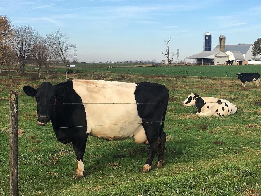 A cow grazing in a fenced field with a barn and silo in the background.