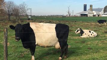 A cow grazing in a fenced field with a barn and silo in the background.