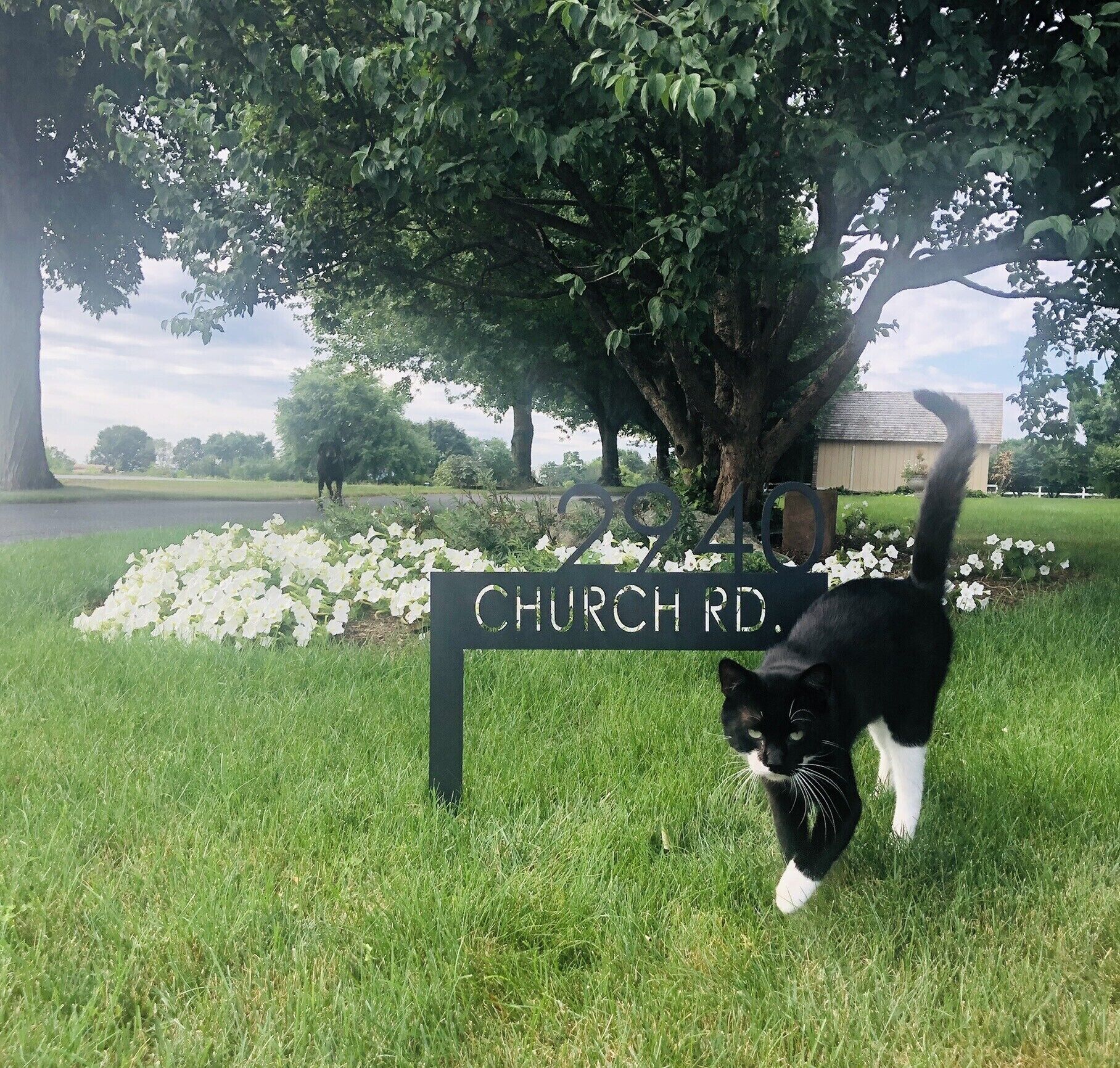 A black and white cat walking in front of a 'Church Rd.' sign with a tree and white flowers in the background.