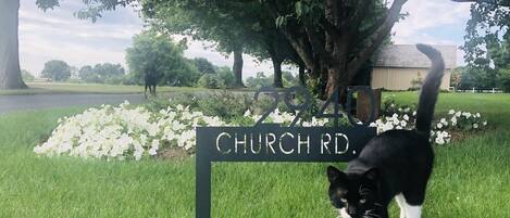 A black and white cat walking in front of a 'Church Rd.' sign with a tree and white flowers in the background.