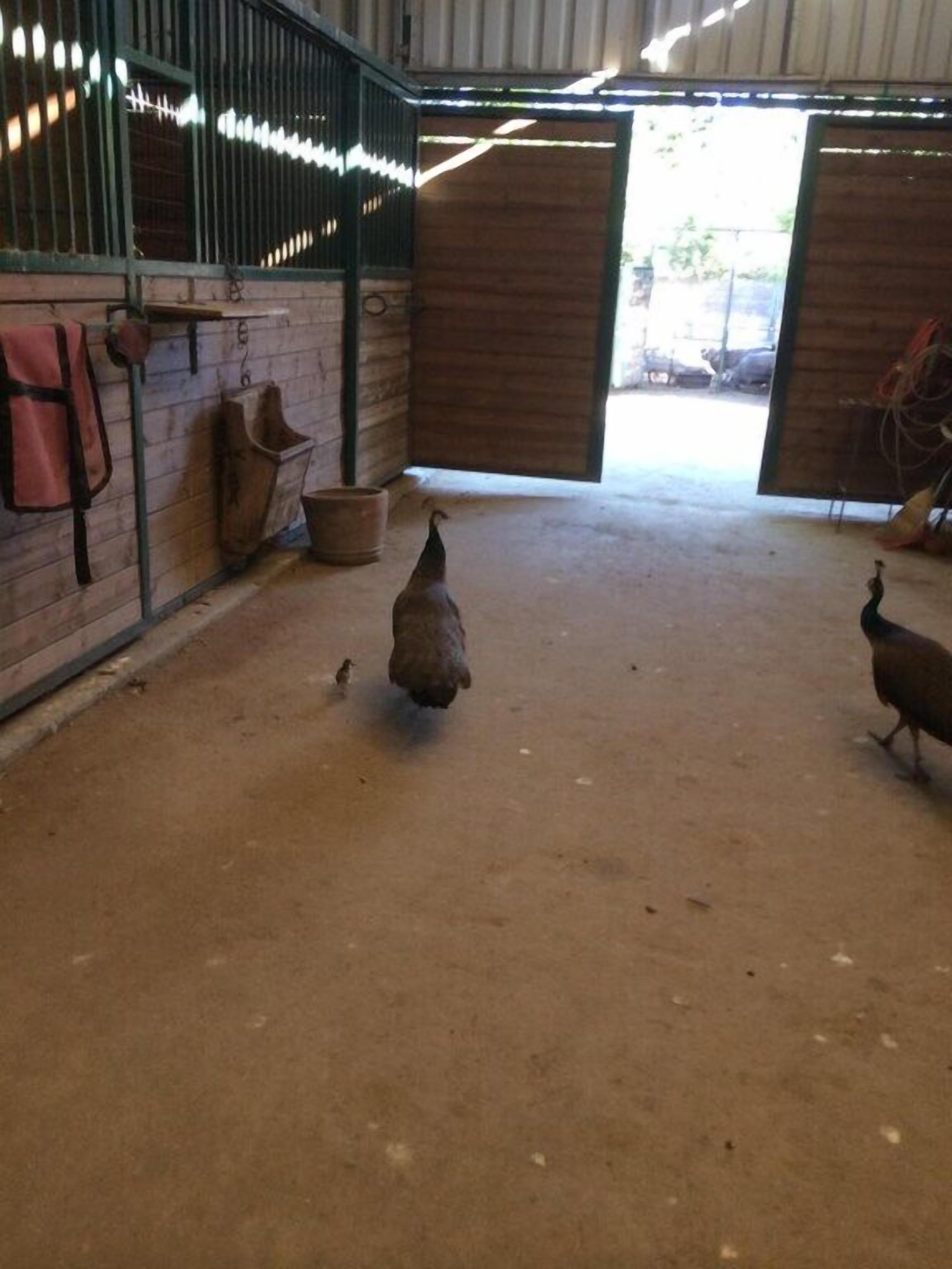 A stable interior with two chickens, a red bag, and a brown bucket on the floor.