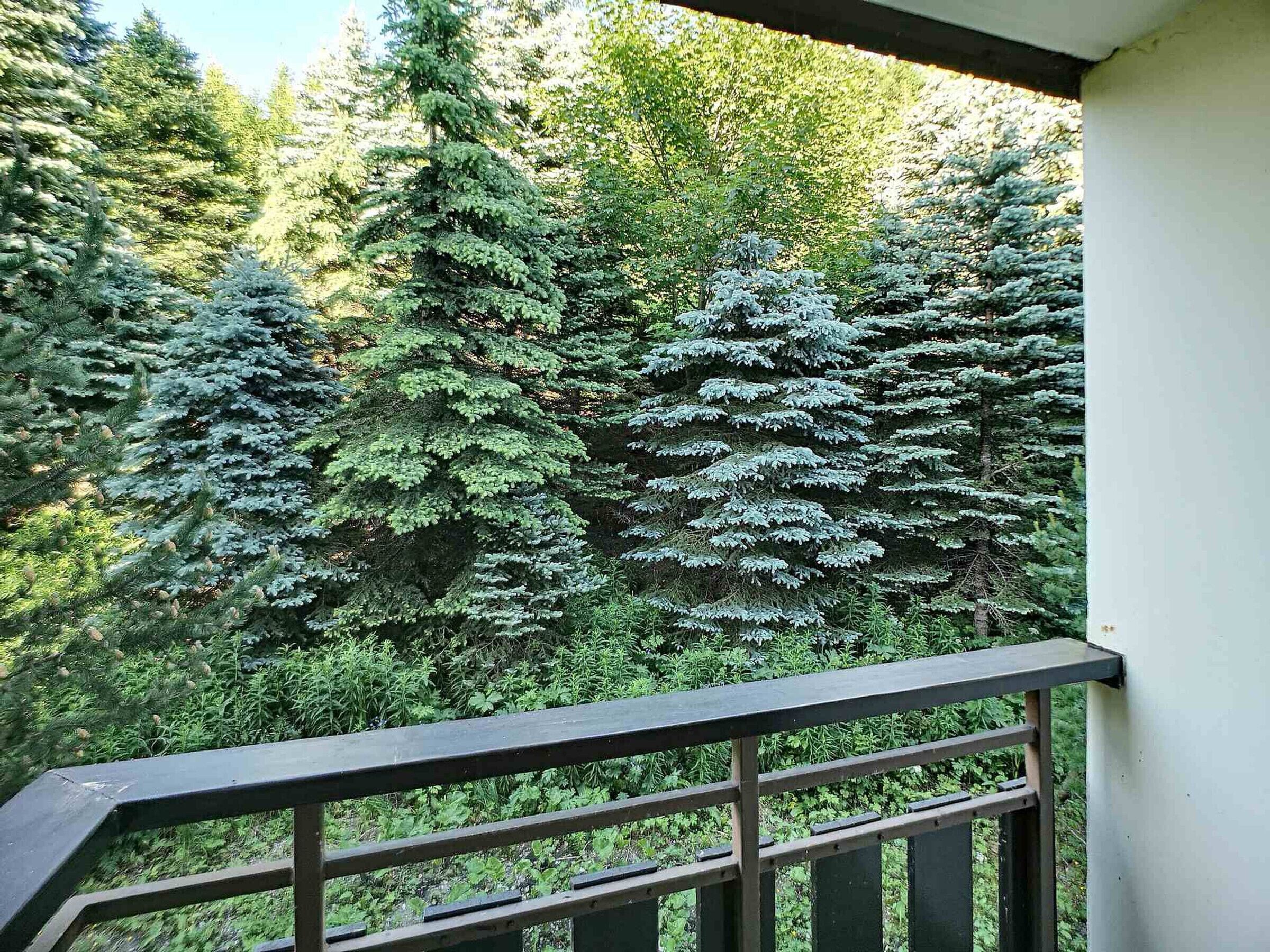A balcony with a railing overlooking a dense forest of coniferous trees.