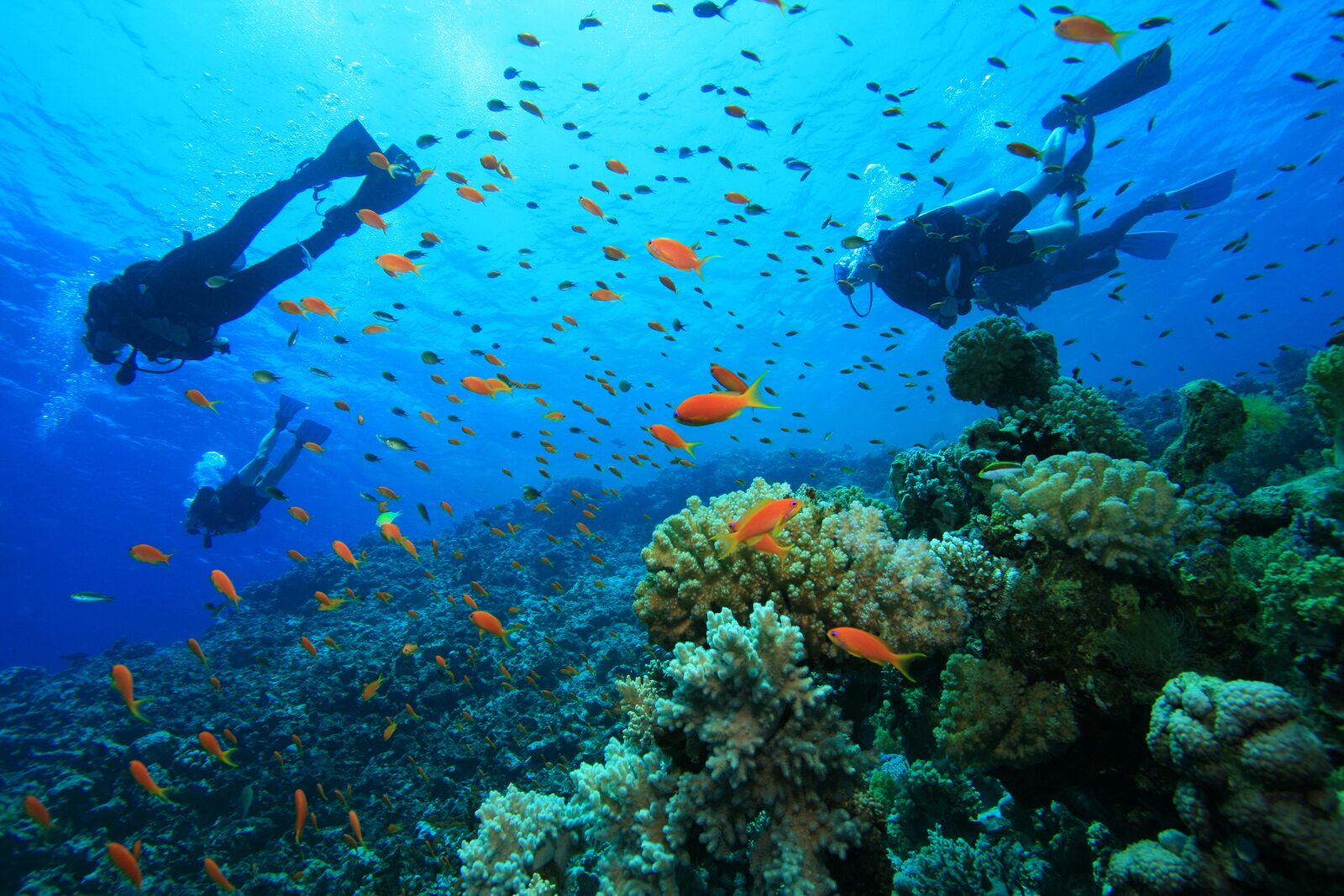 A diver surrounded by vibrant coral and schools of fish, indicating a rich marine environment.
