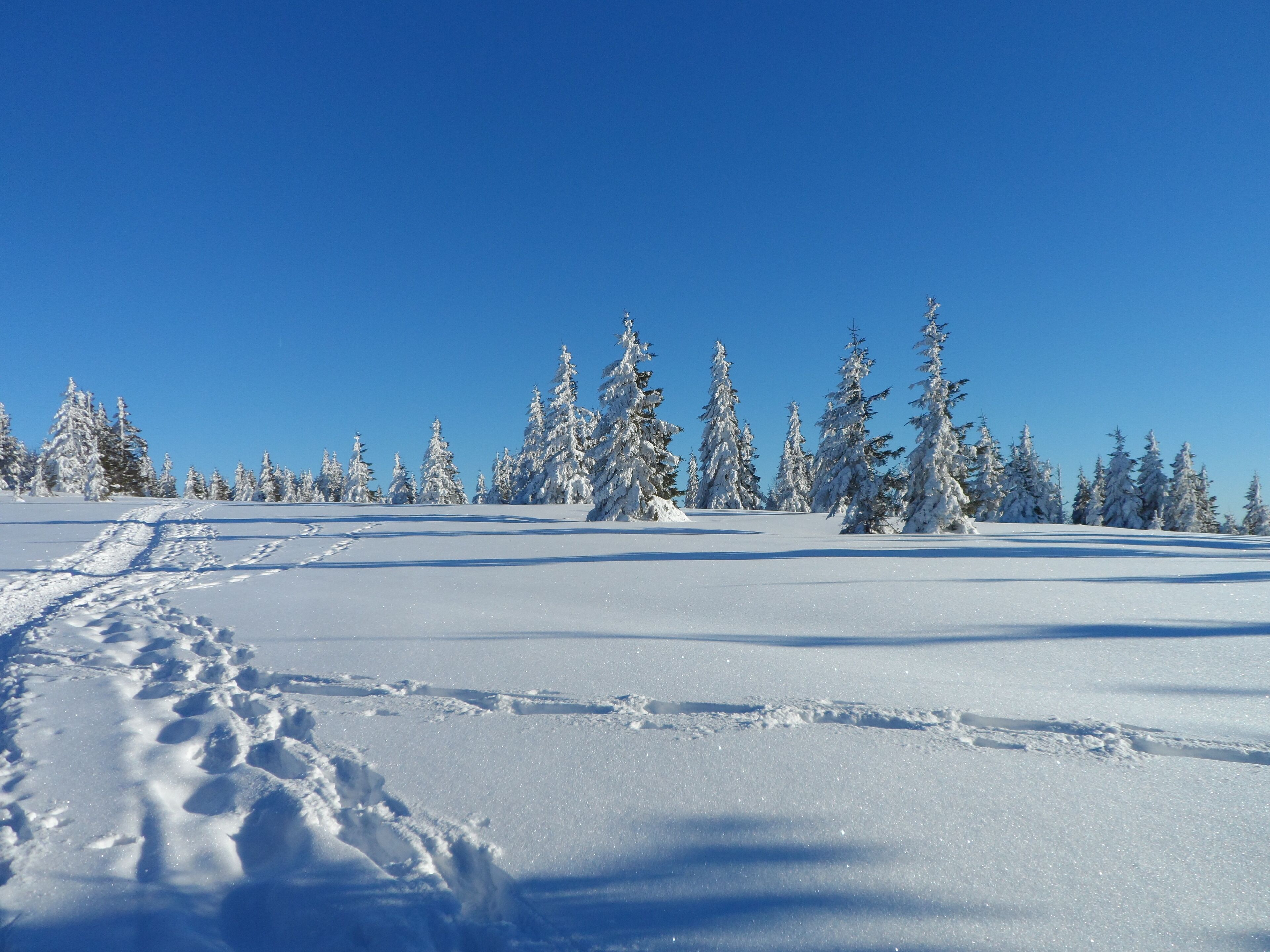 Paesaggio innevato con cielo sereno e un sentiero che si addentra tra gli alberi.
