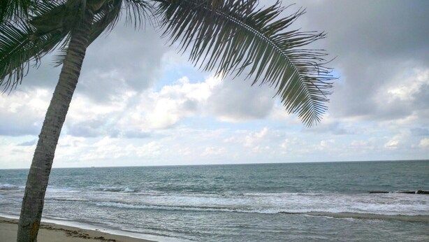 A beach with a palm tree and ocean waves.