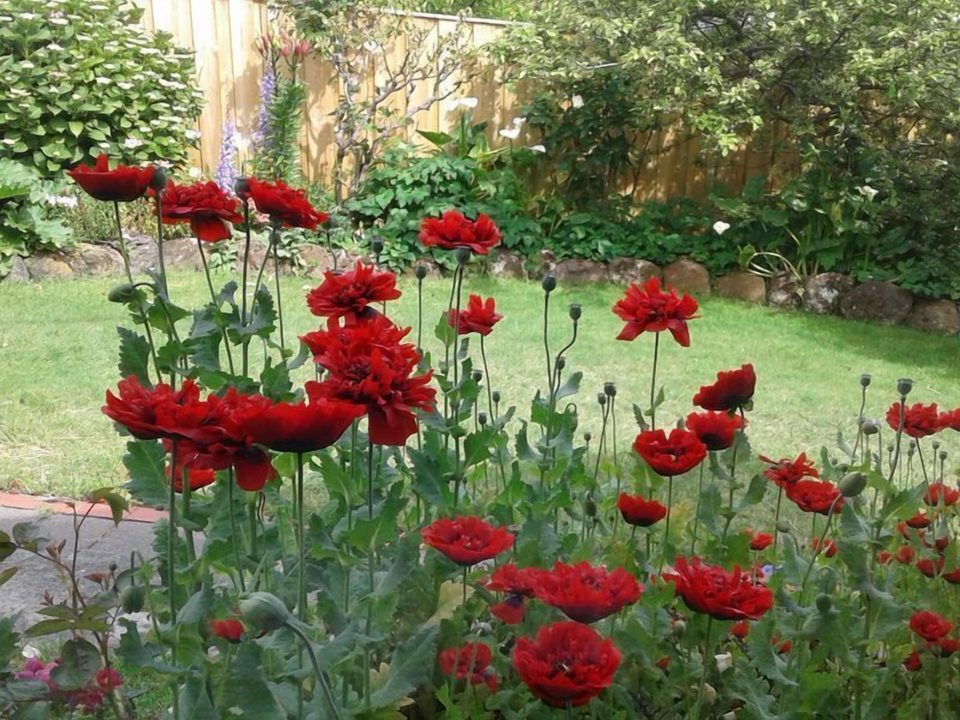 Cosy garden apartment in Sandy Bay. 15 min 401/402 town bus.  FREE Parking/WIFI. — image 20