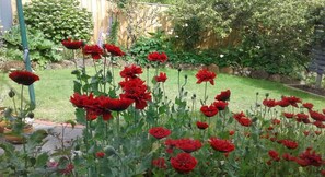 Ein Garten mit roten Blumen und einem Holzzaun.