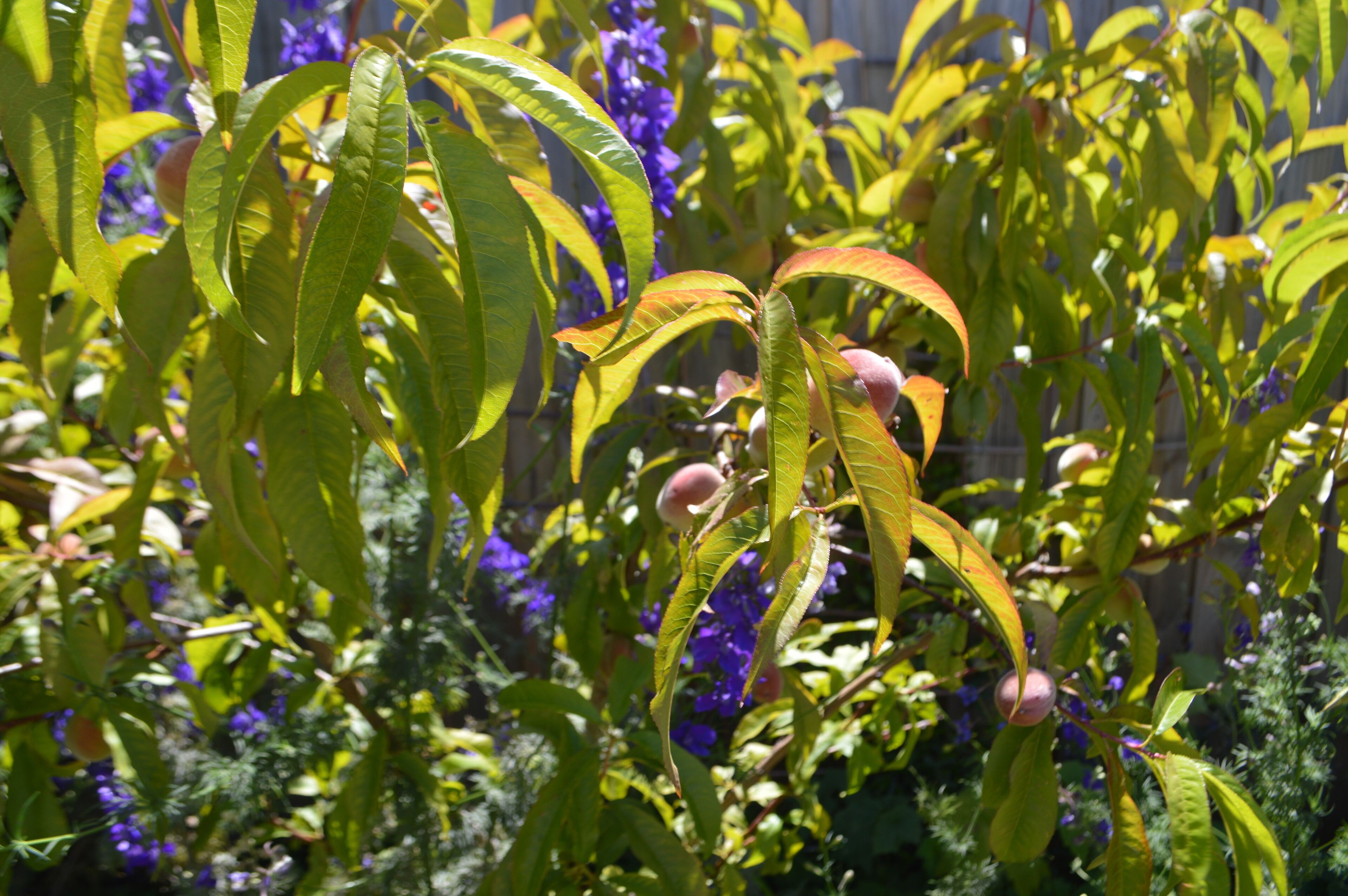 Cosy garden apartment in Sandy Bay. 15 min 401/402 town bus.  FREE Parking/WIFI. — image 30