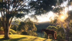 Een paard op een omheind veld met bomen en een berg op de achtergrond.