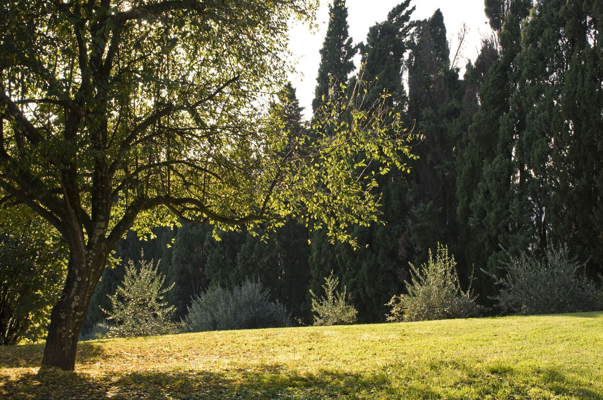 A grassy field with a large tree in the foreground and dense trees in the background.