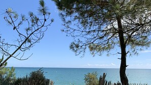 Un sentiero sabbioso che conduce al mare, circondato da pini e recinzioni in legno.