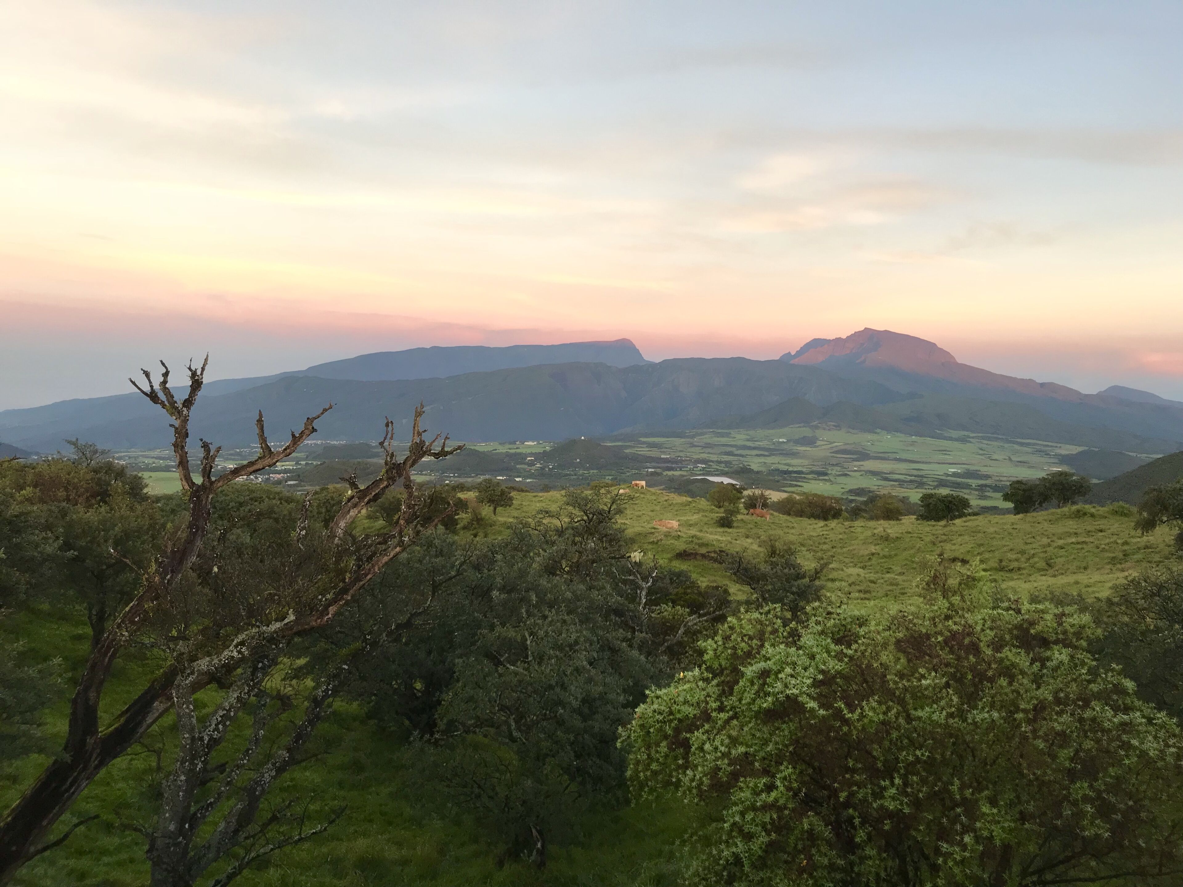 Eine Landschaft mit sanften Hügeln, einem markanten Berg in der Ferne und einem Baum im Vordergrund.