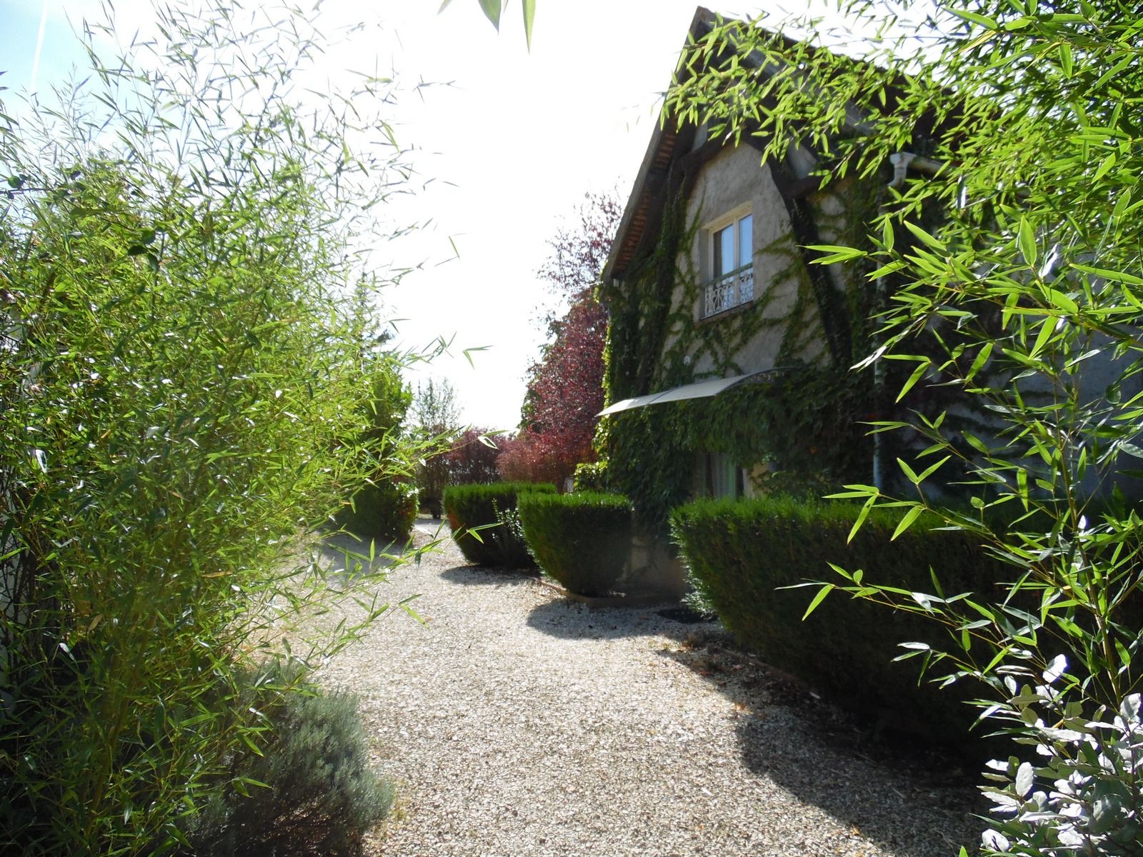 A gravel path leading to a building with a stone facade, surrounded by neatly trimmed hedges and bamboo plants.