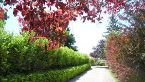 Un sendero de grava bordeado por setos y árboles con hojas rojas, cuidadosamente podados.