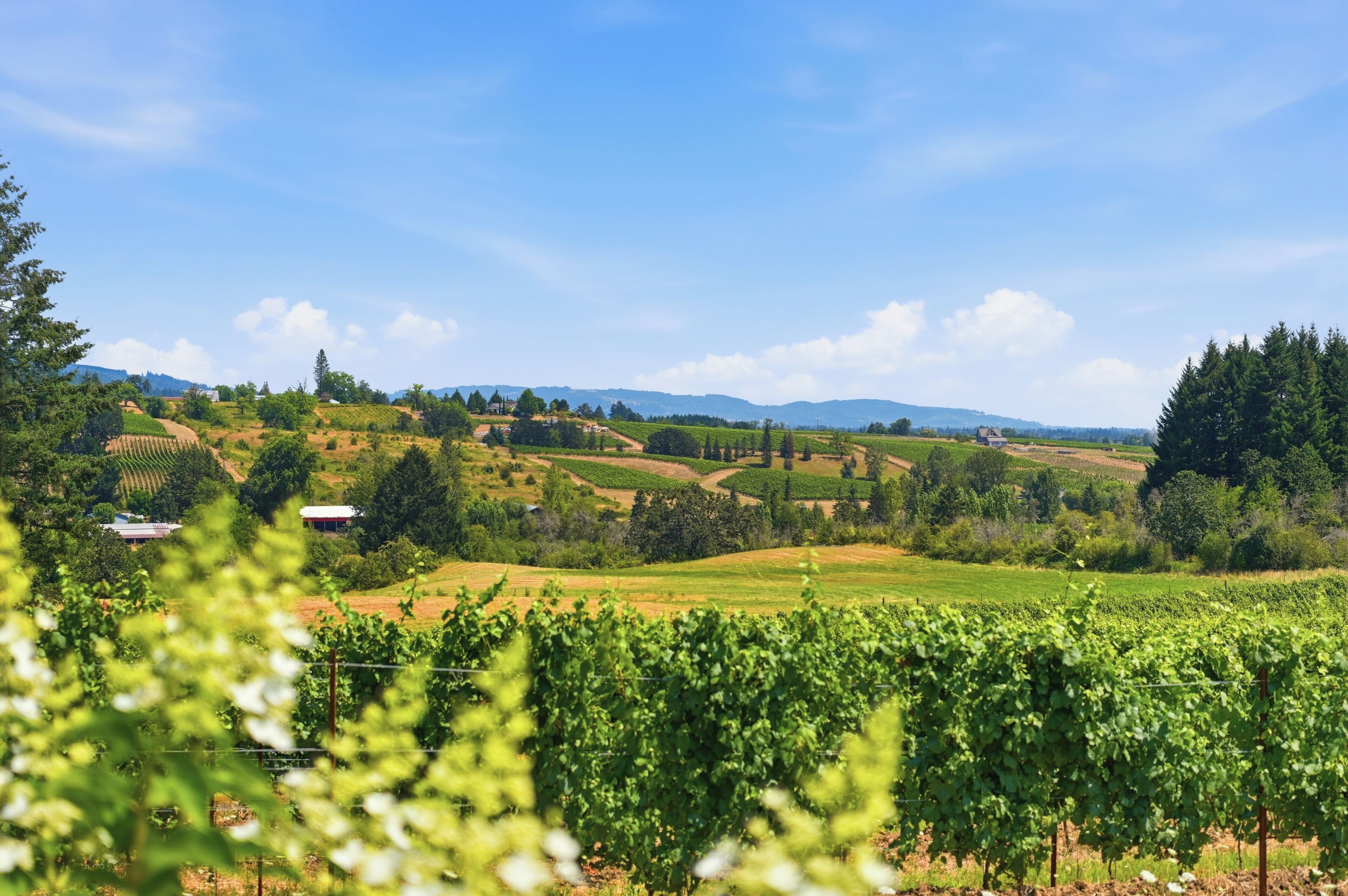 A vineyard with rows of grapevines, a small building, and rolling hills in the background.