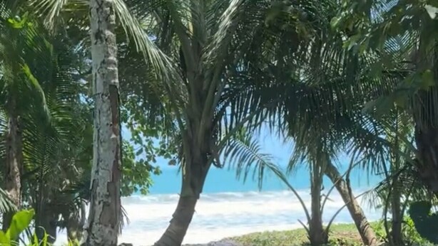 Paisaje natural con palmeras y un sendero que lleva a una playa.