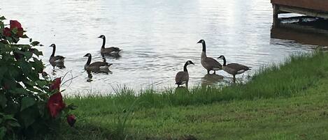 A pond with ducks and a wooden dock.