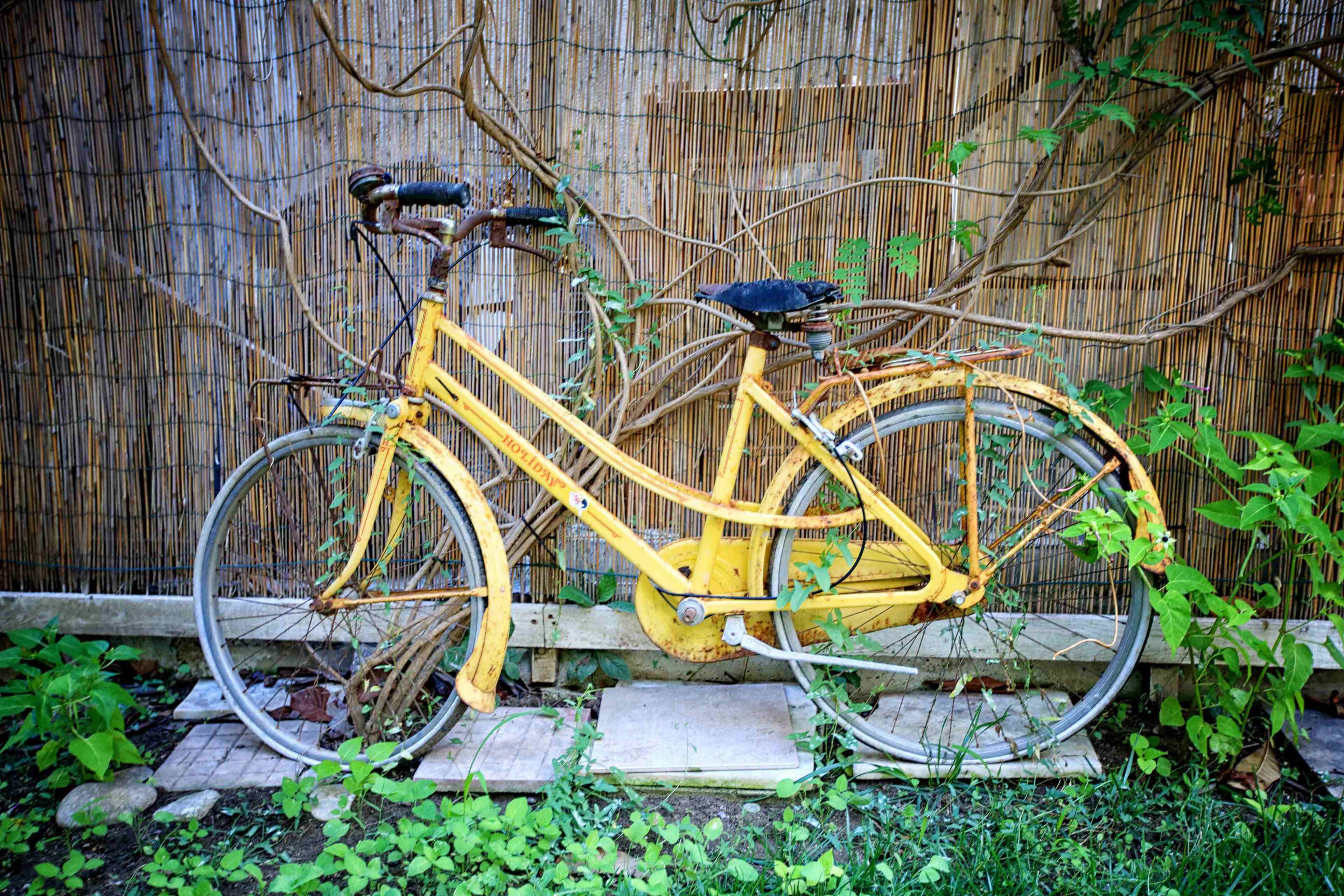 A yellow bicycle leaning against a bamboo fence.