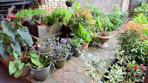 Un jardín con diferentes macetas dispuestas sobre un suelo de piedra.