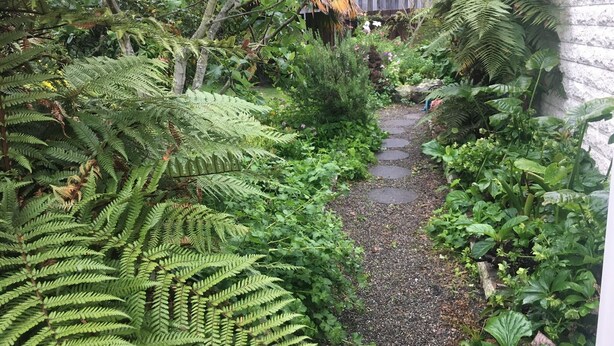 Un étroit sentier de jardin bordé d’une végétation luxuriante et de fougères.