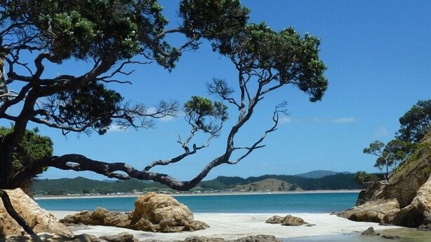 Paisaje costero con un árbol destacado, costa rocosa y mar azul cristalino.