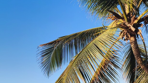 Uma praia com palmeiras, céu azul límpido e mar calmo.