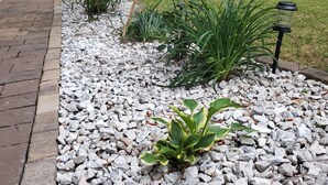 A garden pathway with white pebbles, green plants, and a white picket fence in the background.
