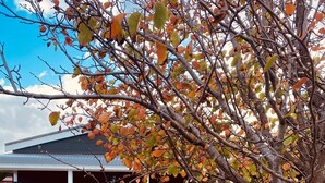 A house with a covered patio, outdoor seating, and a tree with autumn leaves. - THE SHACK - GOOLWA CENTRAL (Goolwa)