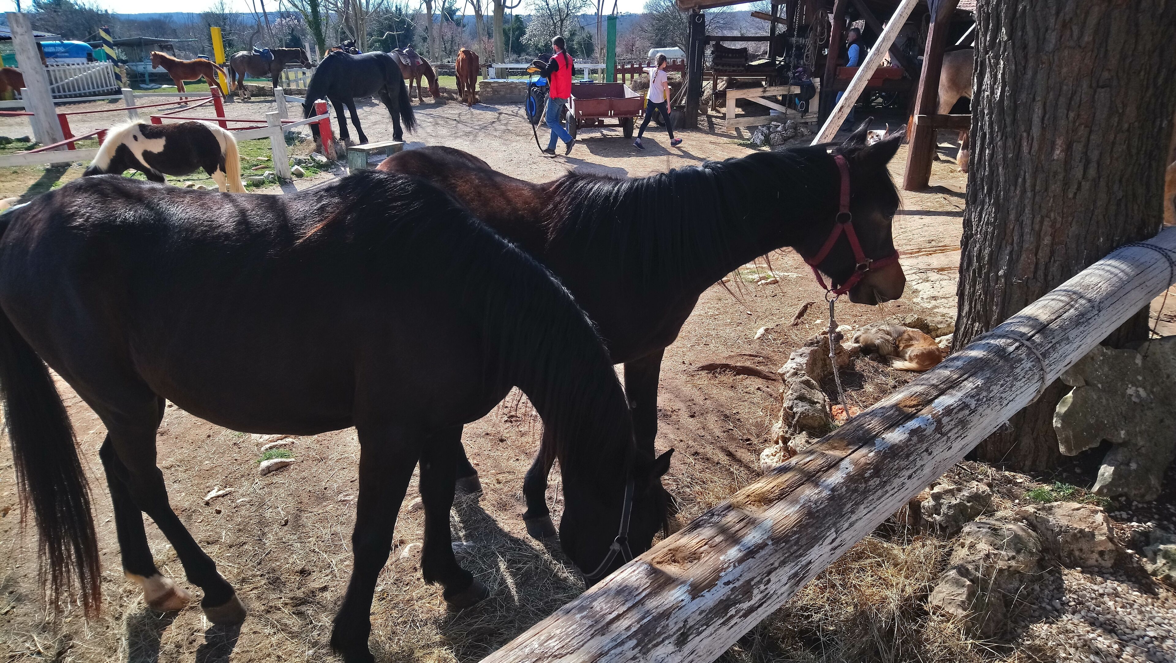 A stable with horses and a wooden fence.