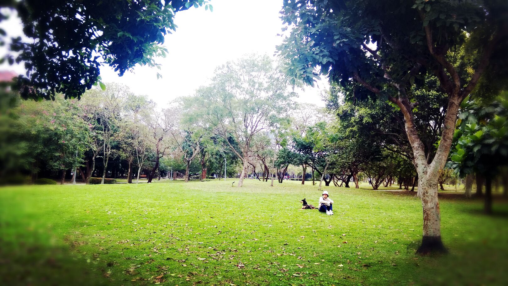 Un parc avec une pelouse, des arbres et une personne assise sur l’herbe.