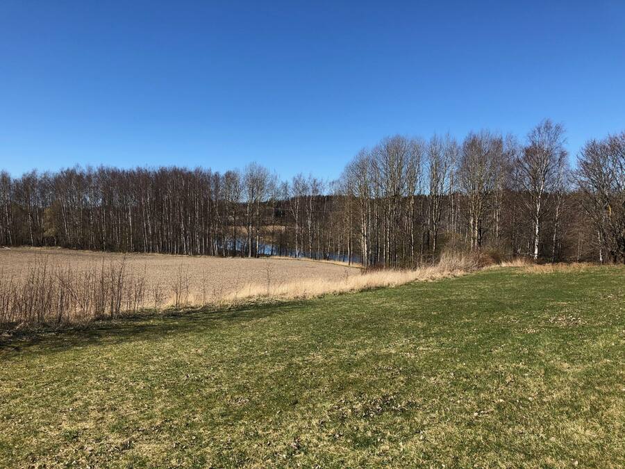 A grassy field with a line of trees and a body of water in the background.