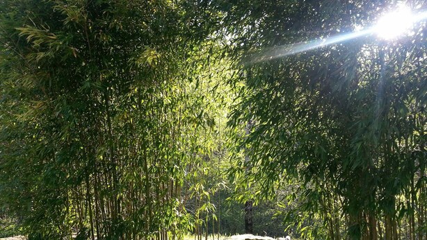 Un giardino tranquillo con bambù, un piccolo ponte e uno stagno.