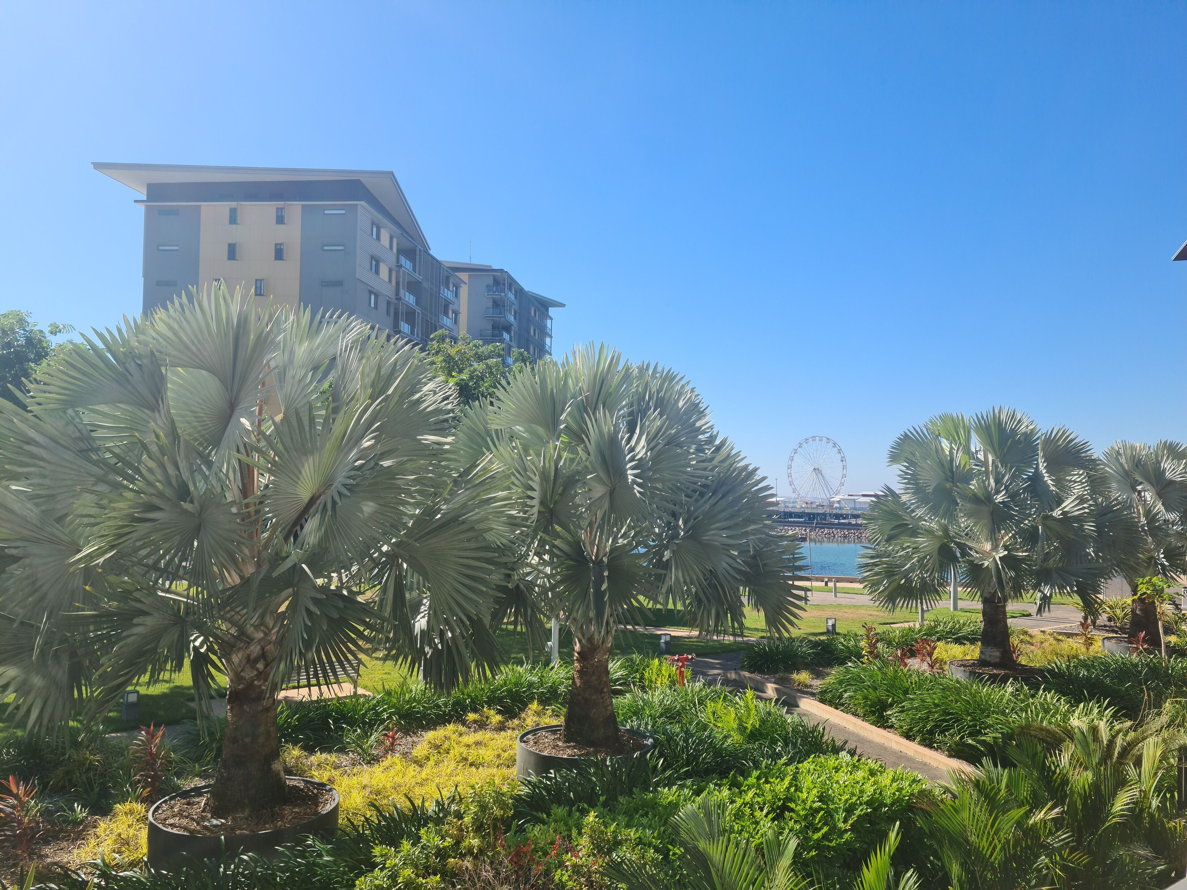 Ein angelegter Garten mit Palmen und einem Riesenrad im Hintergrund.