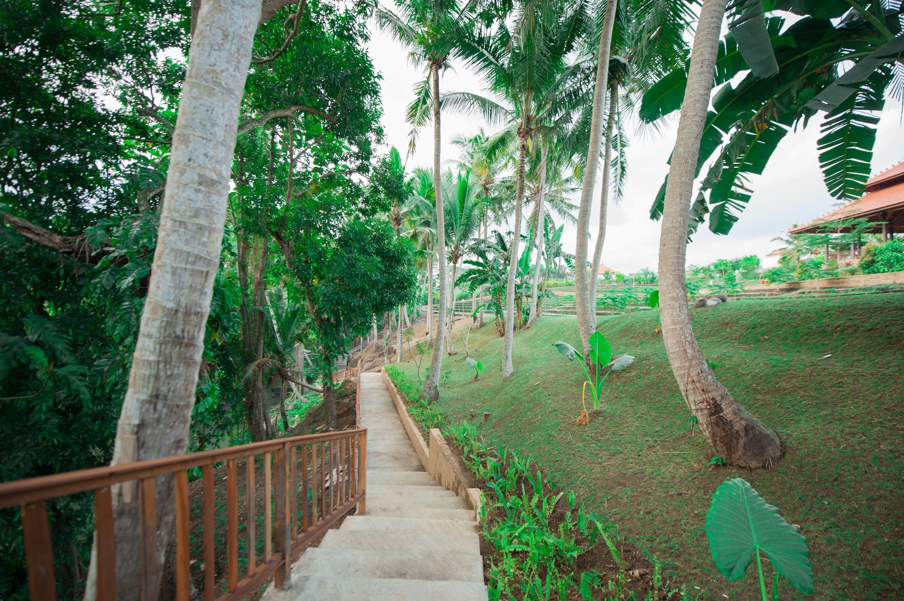 A pathway leading through a lush garden with palm trees and a wooden railing.