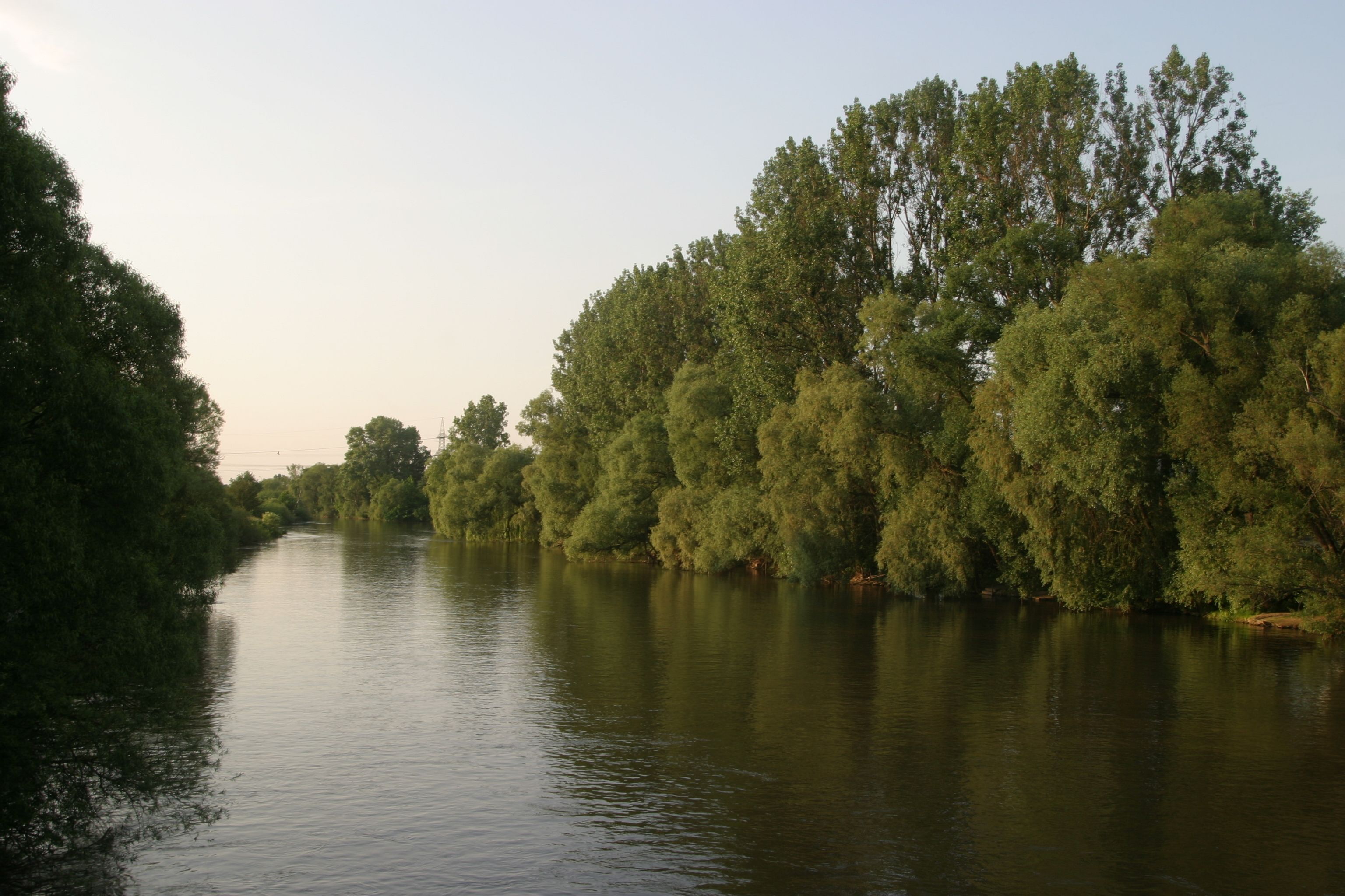 A river with dense trees on both sides.