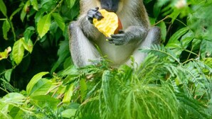 Un singe mangeant un fruit, entouré d’un feuillage vert et dense.