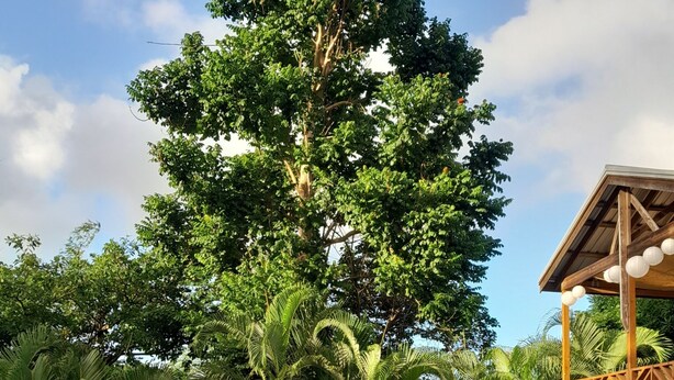 Un grand arbre dans un jardin, avec une structure en bois et une table de pique-nique.