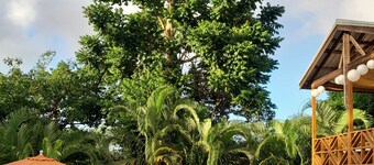 RelaxingNatureRetreat/Super Quiet Space in Natural Tropical Forest/A realGetaway