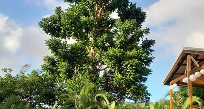 RelaxingNatureRetreat/Super Quiet Space in Natural Tropical Forest/A realGetaway